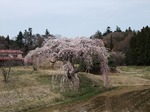 花園のしだれ桜　棚倉町　Hanazono weeping cherry tree